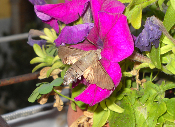 Conferma identificazione - Macroglossum stellatarum